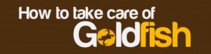 howtotakecareofgoldfish-logo