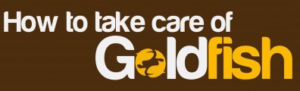 how-to-take-care-gold-fish
