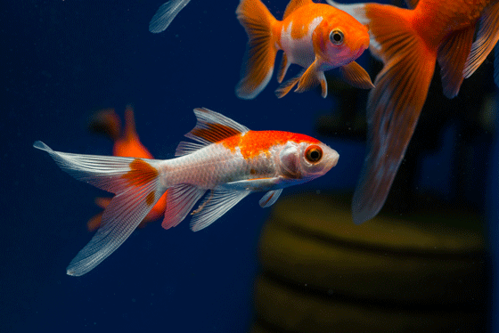 goldfish that's easy to breed