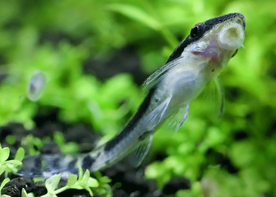 picture of oto catfish sucking algae off glass