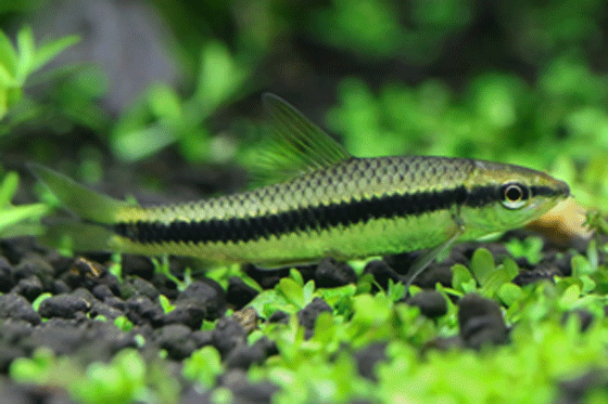 Image of Siamese algae eater