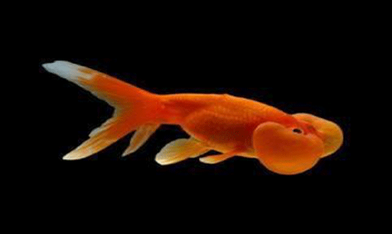 this is what a Bubble Eye goldfish looks like with its liquid filled sacks under each eye