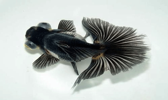 picture of a butterfly tail goldfish which is the same as Japanese jikin