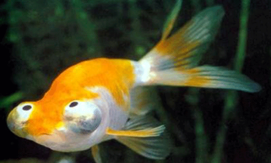 picture of a Celestial goldfish with telescoping eyes gazing upwards