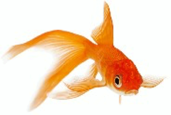 this is a picture of a comet goldfish