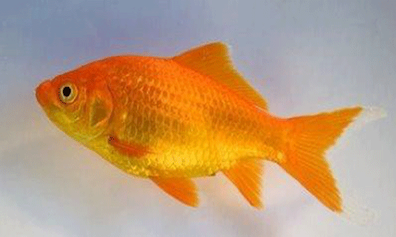 picture of a common goldfish