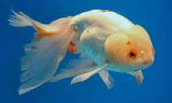 picture of an Eggfish, a small, dorsal-less goldfish