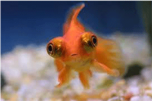 what a Globe-eyed goldfish looks like