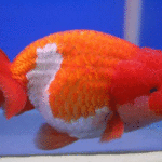 Identify and Care For 25+ Goldfish Varieties : A Comprehensive Guide