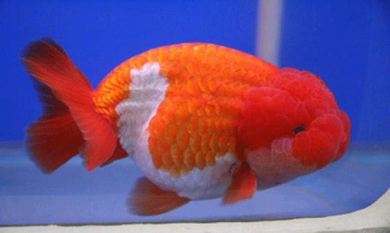 a picture of the Lionchu, a cross between Lionchu and Ranchu goldfish