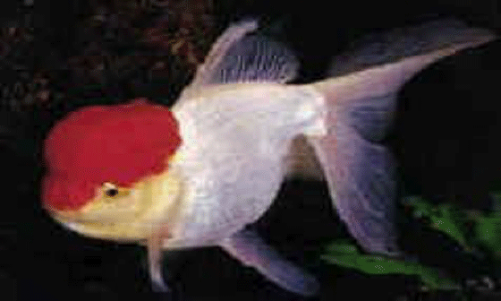 picture of a Lionhead goldfish with it's raspberry-like wen