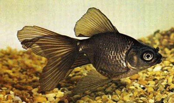 this is what a Moore goldfish looks like