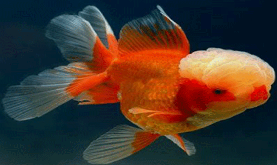 this is what Oranda goldfish look like with it's egg shaped wen