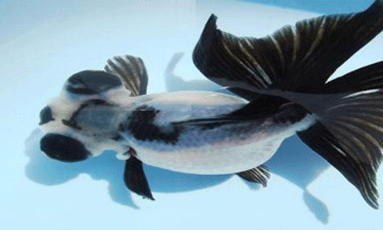 picture of a Panda Moore goldfish with its distinctive white and black coloring