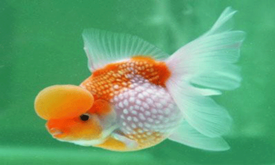 picture of a pearlscale goldfish