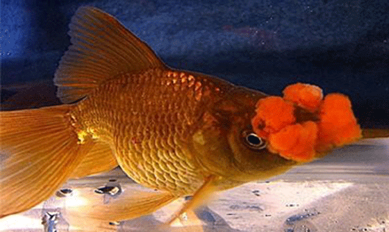 this is what a Pompom goldfish looks like