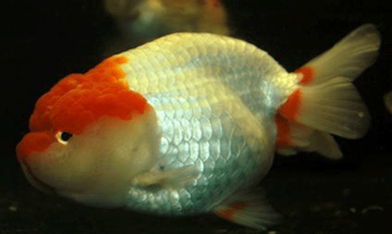 picture of a Ranchu, known as the 'king' of goldfish are friendly