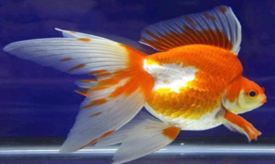picture of a Ryukin which is the most aggressive of all goldfish