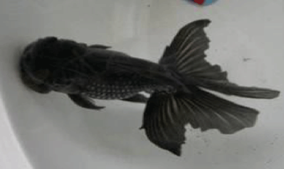 a picture of the unusual Seibun goldfish