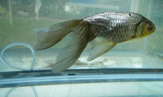 this is what a Shukin looks like, a cross between Ranchu and Oranda goldfish