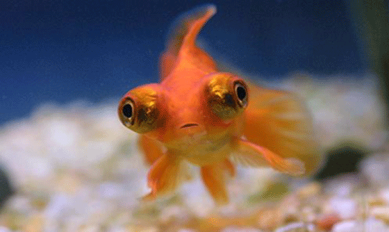 picture of a Telescope goldfish with it's large protruding eyes