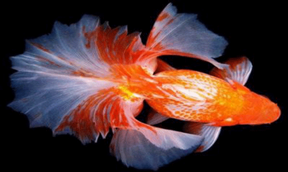 this is a picture of a Tosakin goldfish showing the undivided, double caudal fin