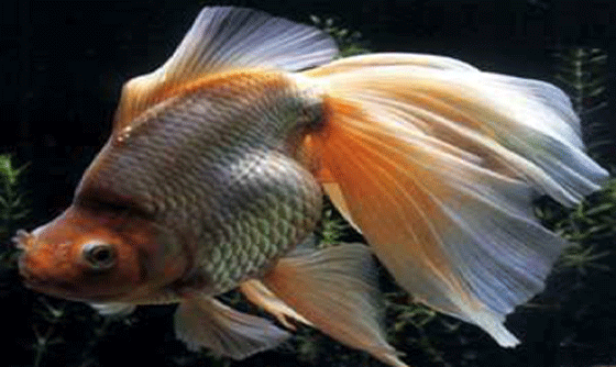 picture of the Veiltail goldfish showing the long veil-like anal fins