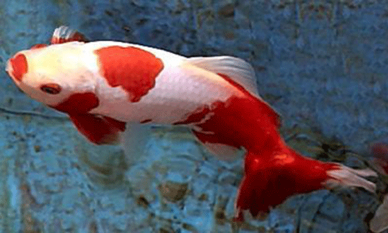 picture of a Wakin goldfish with it's unique markings