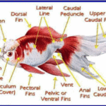 Anatomy of Goldfish