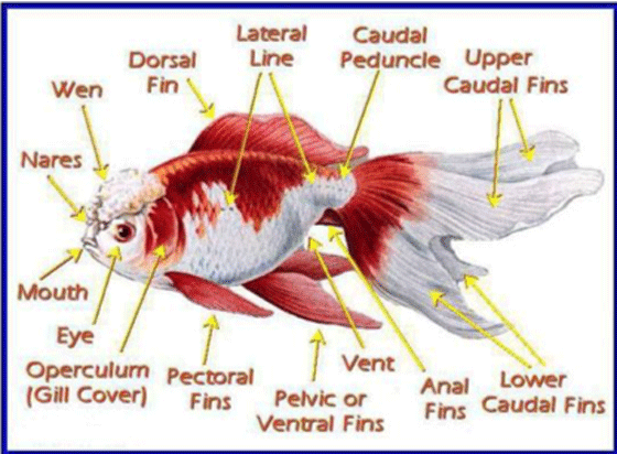 picture naming the parts of a goldfish 