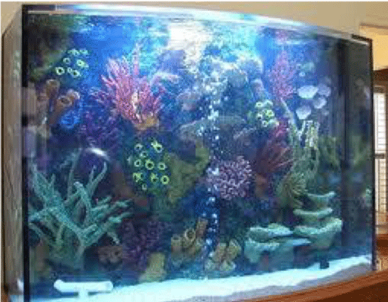 goldfish aquarium lighting