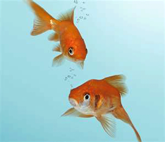 image shows goldfish vulnerablitiy to disease if water temperature is altered too quickly