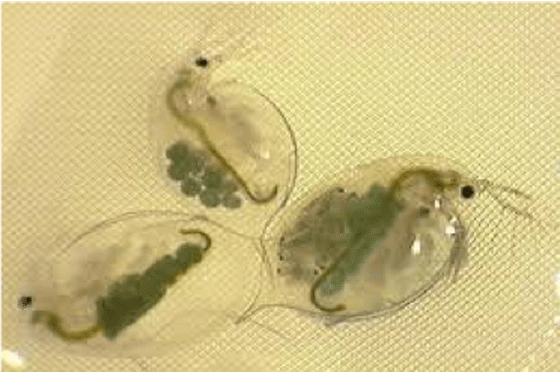 this is what daphnia, the water crustaceans looks like