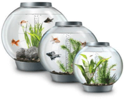 these is what a bio-orb fishbowl is