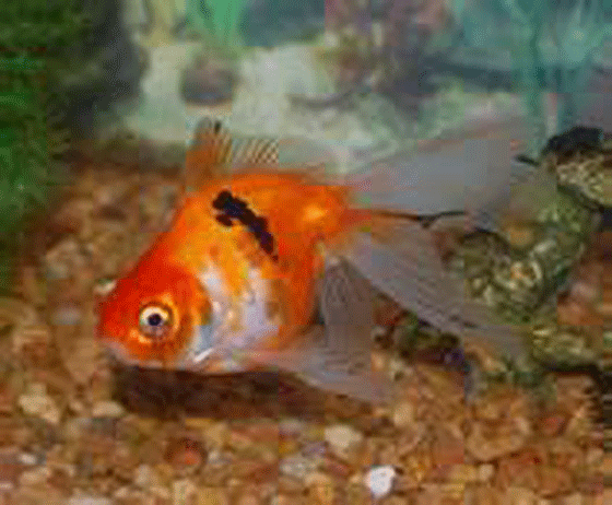 goldfish at top of tank