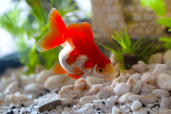 Best Food For Goldfish And What Not To Do How To Take Care Of