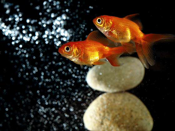 tent voetstappen huurling How to get air bubbles in the fish tank | How to take care of goldfish