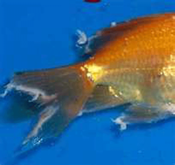 this is what tail and fin rot on a goldfish looks like